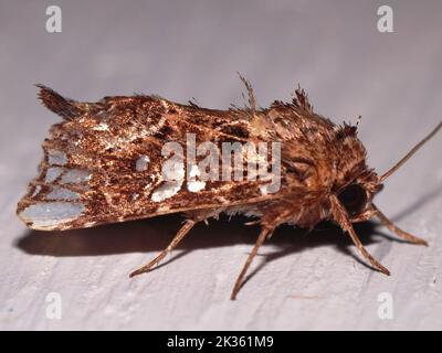 Prominente specie di Moth (famiglia Notodontidae) isolata su uno sfondo bianco dalla foresta pluviale della giungla del Belize ( Foto Stock