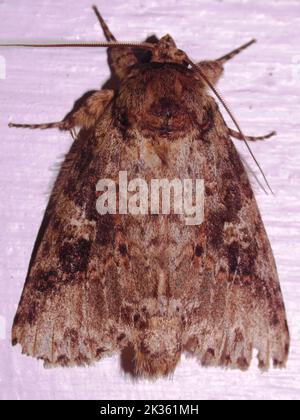 Prominente specie di Moth (famiglia Notodontidae) isolata su uno sfondo bianco dalla foresta pluviale della giungla del Belize ( Foto Stock