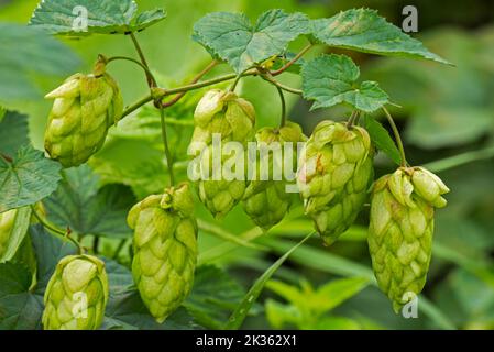 Luppolo comune (Humulus lupulus) pianta femminile che mostra coni di fiori / strobi, noto come luppolo in autunno, nativo di Europa, Asia occidentale e Nord America Foto Stock