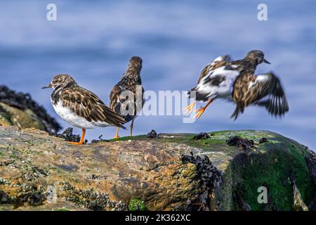 Ruddy turnstones (Arenaria interpres) in non-breeding piumaggio sulla roccia lungo la costa del Mare del Nord all'inizio dell'autunno Foto Stock