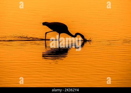 Grande gretta bianca / gretta comune (Ardea alba / Egretta alba) pesca stabbing in acque poco profonde di stagno, sileted al tramonto Foto Stock