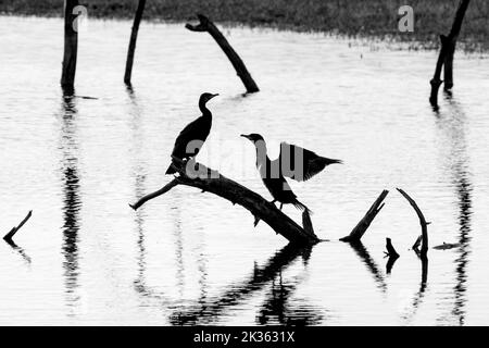 Due grandi cormorani (Phalacrocorax carbo) arroccato su tronco morto albero in lago che allunga le ali per l'essiccazione, Marquenterre parco, Baia della Somme, Francia Foto Stock