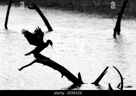Grande cormorano (Phalacrocorax carbo) arroccato su tronco di albero morto in lago che allunga le ali per asciugare silhouetted alla baia della Somme, Francia Foto Stock