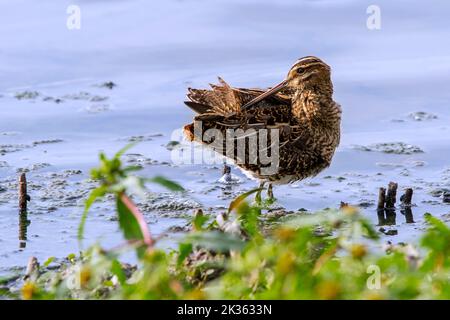 Cecchino comune (Gallinago gallinago) preening piume in acque poco profonde del lago / stagno Foto Stock
