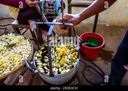 I turisti vedano il processo di fabbricazione del filo di seta nella fabbrica di seta a Siem Reap, Cambogia. Foto Stock