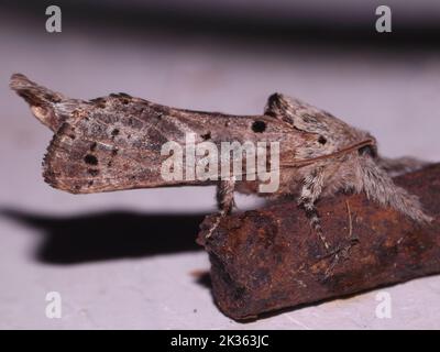 Prominente Moth (famiglia Notodontidae) di specie indeterminate isolate su sfondo bianco dalla giungla del Belize, America Centrale Foto Stock