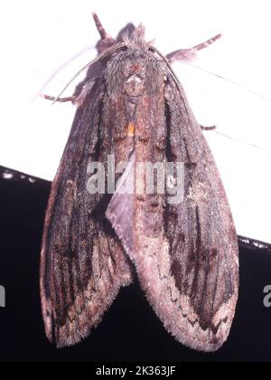 Prominente Moth (famiglia Notodontidae) di specie indeterminate isolate su sfondo bianco dalla giungla del Belize, America Centrale Foto Stock