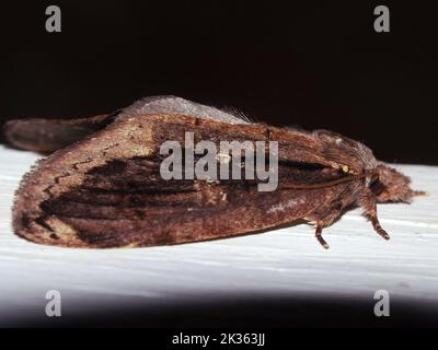 Prominente Moth (famiglia Notodontidae) di specie indeterminate isolate su sfondo bianco dalla giungla del Belize, America Centrale Foto Stock