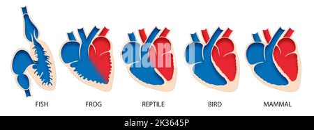 Anatomia comparativa del cuore nei vertebrati Foto Stock