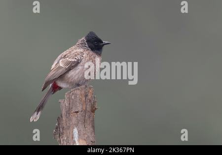 Bulbul rosso ventilato Foto Stock