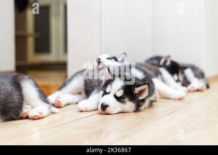 Carini cuccioli di Husky siberiani sdraiati su un pavimento caldo all'interno Foto Stock