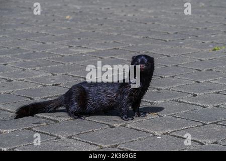 Wet American mink (Neogale vison) su una strada asfaltata a Carlow, Irlanda Foto Stock