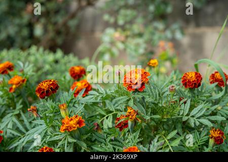 Fiori di Marigold nel parco con sfondo sfocato e spazio neutro sopra Foto Stock