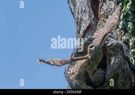 Maestoso decollo Foto Stock