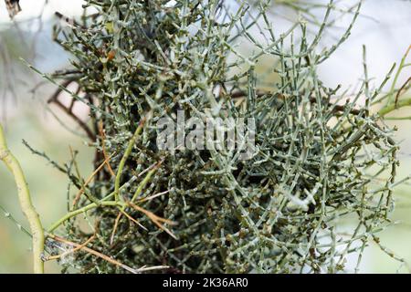 Un primo piano di un vischio parassita del deserto (Phoradendron californicum) su un albero di Palo Verde nel deserto di sonora Foto Stock