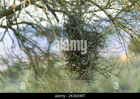 Un primo piano di un vischio parassita del deserto (Phoradendron californicum) su un albero di Palo Verde nel deserto di sonora Foto Stock