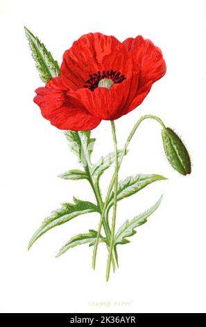 Fiore di papavero, illustrazione botanica del XIX secolo Foto Stock