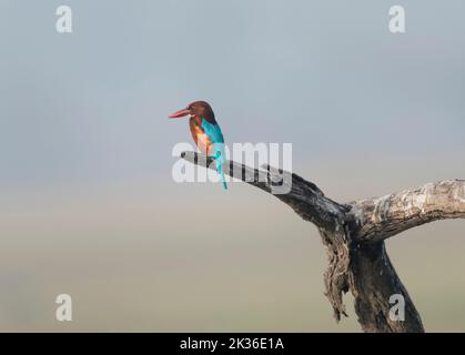 Bianco-throated Kingfisher Foto Stock