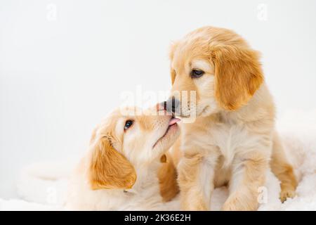 Coppia di cuccioli biondi carini sdraiati su coperta bianca. Questa è una razza di allevamento di Hovawarts. Foto Stock