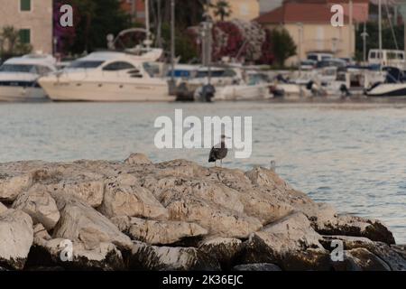 Un bellissimo scatto di un gabbiano seduto su un frangiflutti con lo sfondo del paesaggio urbano di Stobrec Foto Stock