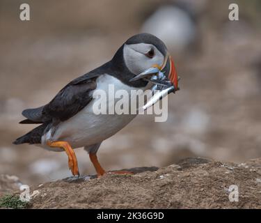 Il becco è il puffin Atlantico con le anguille di sabbia Foto Stock