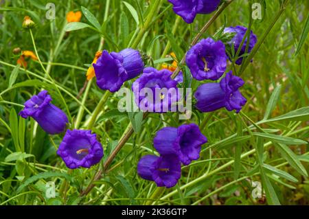 Sydney Australia, campanula a fiore viola media o campane canterbury in giardino Foto Stock