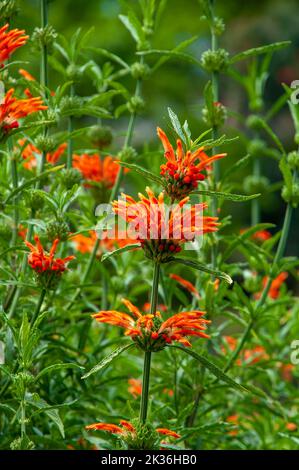 Sydney Australia, i gambi floreali di un leonotis leonurus, conosciuto come coda di leone e dagga selvatica, originario dell'africa meridionale Foto Stock