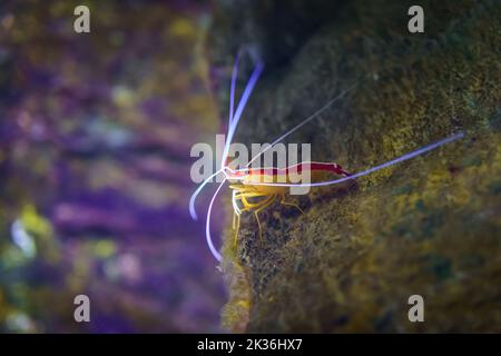 Gamberi arroccati su una roccia con lunghe antenne che galleggiano in acqua. Foto Stock