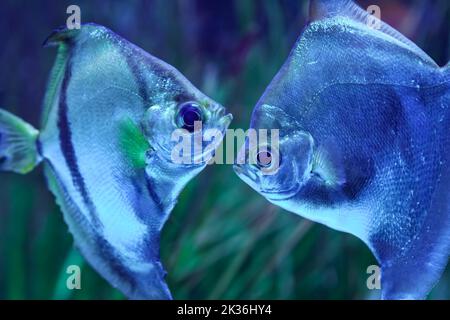 Colorato pesce argento a forma di luna, nuotando tranquillamente in acqua. Foto Stock