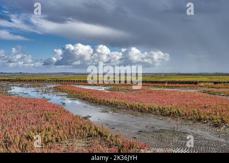 Palude di sale con Glasswort comune (Salicornia europaea) in fiore a Mare del Nord, Frisia del Nord, Germania Foto Stock