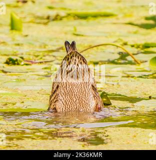 Mallard capovolto e nutrire Foto Stock