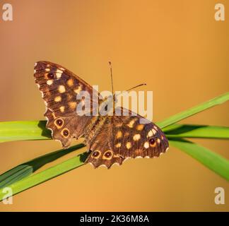 Chiazzato legno Butterfly Foto Stock