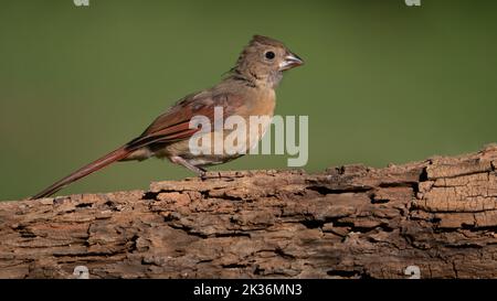 Un cardinale settentrionale giovanile arroccato. Foto Stock