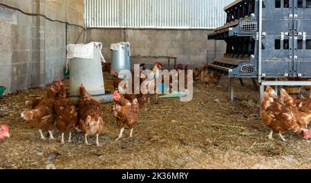 Galline ovaiole bere acqua da un bevitore automatico in polli coop Foto Stock