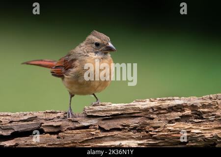 Giovane femmina cardinale settentrionale. Foto Stock