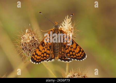 Primo piano su un Melitaea cinxia, melitana mediterranea arancione Glanville, con ali semi-aperte su sfondo verde Foto Stock