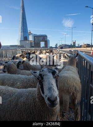 25 settembre 2022, Londra, Inghilterra, Regno Unito: Il tradizionale azionamento delle pecore ha avuto luogo sul London Bridge. (Credit Image: © Tayfun Salci/ZUMA Press Wire) Foto Stock