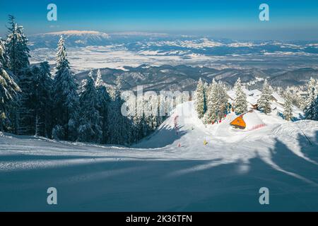Splendida pista invernale con sciatori nella pineta coperta di neve, Poiana Brasov, Carpazi, Romania, Europa Foto Stock