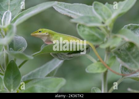 Lucertola Anolis carolinensis seduta su una foglia in un giardino estivo in Texas. Foto Stock