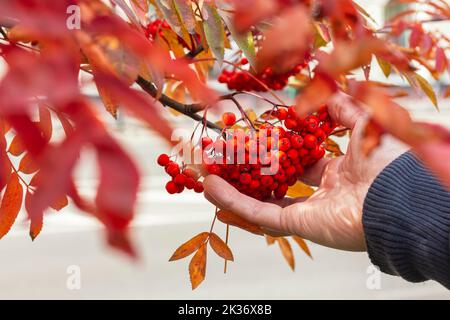 Maschio mano che tiene bacche all'aperto, fuoco selettivo con spazio di copia. Frutti di bosco rossi maturi con foglie d'arancia in autunno, DOF poco profondo, fondo bokeh Foto Stock