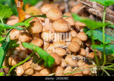 Bella, funghi freschi nella foresta autunnale naturale in travi soleggiate, famiglia Fungo Miele primo piano, raccolta autunnale di funghi per decapaggio.Miele selvatico Foto Stock