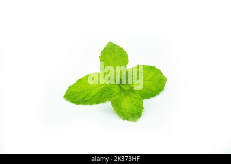La vista ravvicinata delle foglie verdi di menta piperita messicana è isolata sullo sfondo bianco Foto Stock