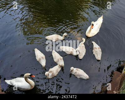 Famiglia dei cigni con piccoli cigni grigi del bambino nel fiume Foto Stock