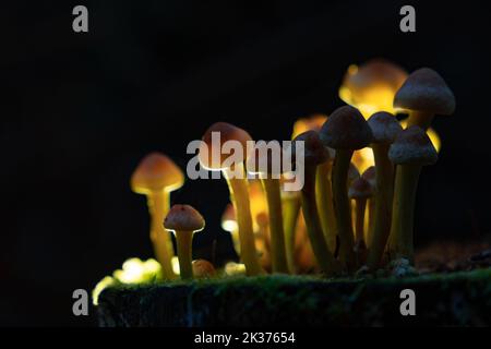 Miele i funghi agarici crescono su un ceppo nella foresta autunnale. Gruppo di funghi selvatici Armillaria. Primo piano. Foto Stock