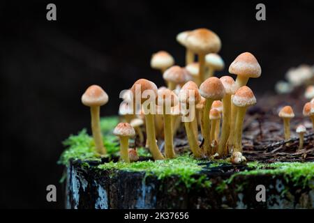 Miele i funghi agarici crescono su un ceppo nella foresta autunnale. Gruppo di funghi selvatici Armillaria. Primo piano. Foto Stock