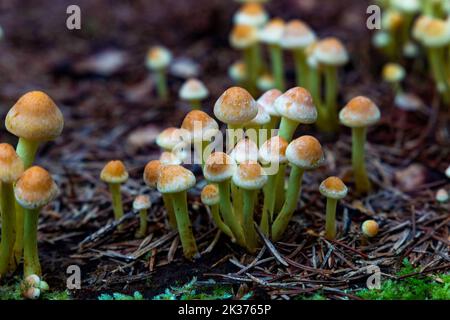 Miele i funghi agarici crescono su un ceppo nella foresta autunnale. Gruppo di funghi selvatici Armillaria. Primo piano. Foto Stock