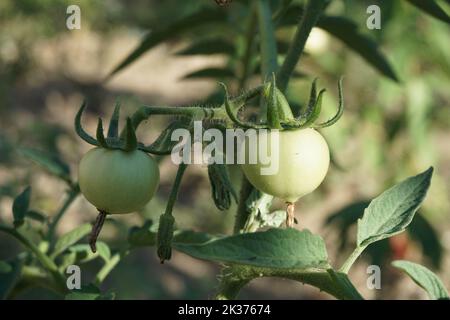 due pomodori verdi non maturi sul ramo Foto Stock