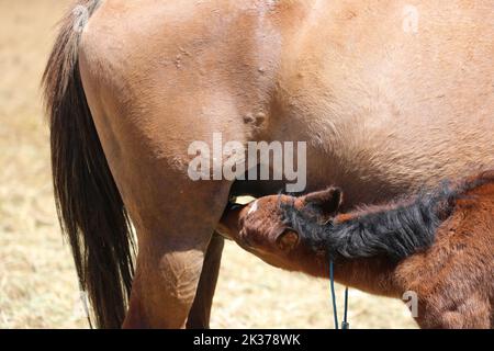 Un piccolo foal marrone che beve latte dalla sua madre, colpo di primo piano Foto Stock