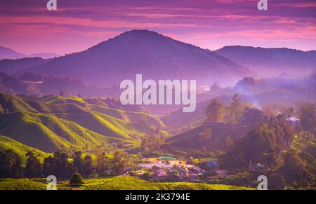 Tramonto montagne villaggio sulle colline piantagione di tè, cielo violetto luminoso. Splendida scena pittoresca di paesaggio ideale. Meta di viaggio popolare. Splendido sfondo naturale. Cameron Highland, Malesia Foto Stock