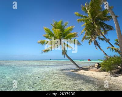 Maldive spiaggia di acqua di mare di cristallo, cielo blu e palme sulla spiaggia di sabbia bianca. Perfetto paesaggio tropicale. Natura incontaminata spiaggia tropicale scena. Progettazione di vacanze estive, viaggi, concetto di vacanza. Foto Stock
